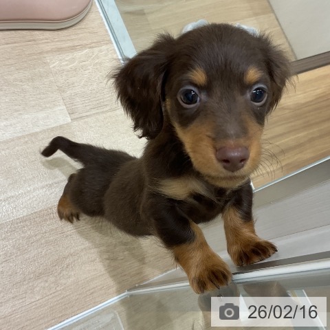 岩手県のカニンヘンダックスフンド(ロング) (ペットプラス 盛岡南店/2025年12月12日生まれ/男の子/チョコレートタン)の子犬の3枚目の画像