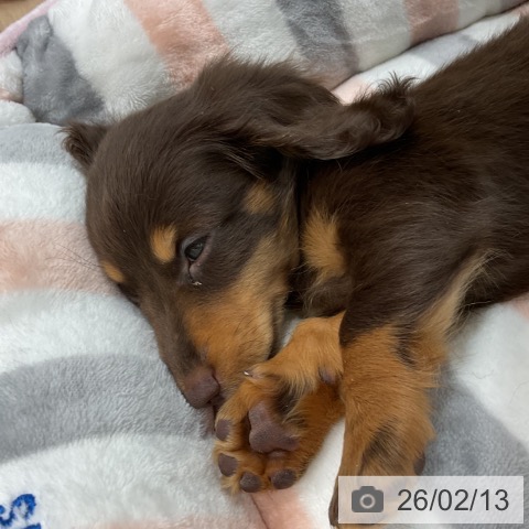群馬県のカニンヘンダックスフンド(ロング) (ペットプラス イオンモール太田店/2025年12月12日生まれ/男の子/チョコレートタン)の子犬の3枚目の画像
