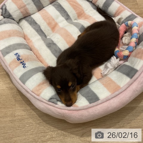 群馬県のカニンヘンダックスフンド(ロング) (ペットプラス イオンモール太田店/2025年12月12日生まれ/男の子/チョコレートタン)の子犬の3枚目の画像