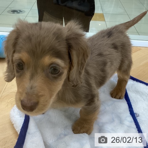 埼玉県のカニンヘンダックスフンド(ロング) (ペットプラス 羽生店/2025年12月12日生まれ/男の子/チョコレートダップル)の子犬の4枚目の画像