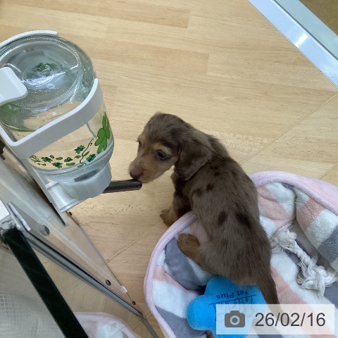埼玉県のカニンヘンダックスフンド(ロング) (ペットプラス 羽生店/2025年12月12日生まれ/男の子/チョコレートダップル)の子犬の4枚目の画像