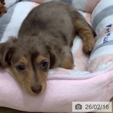 千葉県のカニンヘンダックスフンド(ロング) (ペットプラス 船橋店/2025年12月12日生まれ/男の子/チョコレートダップル)の子犬の3枚目の画像