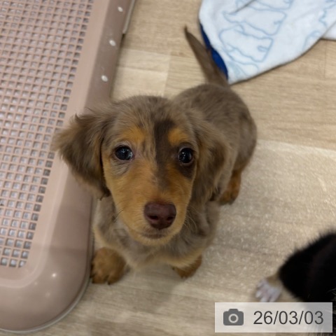 千葉県のカニンヘンダックスフンド(ロング) (ペットプラス 船橋店/2025年12月12日生まれ/男の子/チョコレートダップル)の子犬の3枚目の画像