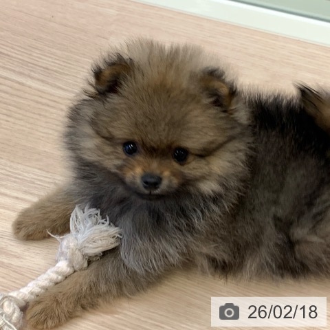 千葉県のポメラニアン (ペットプラス 幕張新都心店/2025年12月9日生まれ/男の子/オレンジ)の子犬の3枚目の画像