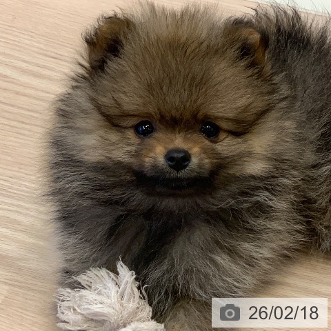 千葉県のポメラニアン (ペットプラス 幕張新都心店/2025年12月9日生まれ/男の子/オレンジ)の子犬の3枚目の画像