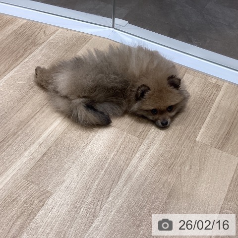 宮城県のポメラニアン (ペットプラス 名取店/2025年12月9日生まれ/女の子/クリームセーブル)の子犬の4枚目の画像