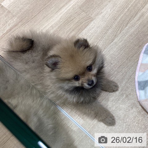 宮城県のポメラニアン (ペットプラス 名取店/2025年12月9日生まれ/女の子/クリームセーブル)の子犬の3枚目の画像