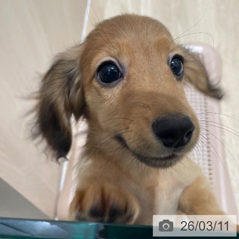 埼玉県のミニチュアダックスフンド(ロング) (ペッツワン 新座店/2025年12月14日生まれ/男の子/シェーデットレッド)の子犬の3枚目の画像