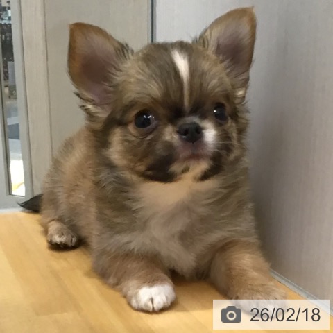 山形県のチワワ(ロング) (ペットプラス 天童店/2025年12月15日生まれ/男の子/レッドホワイト)の子犬の4枚目の画像