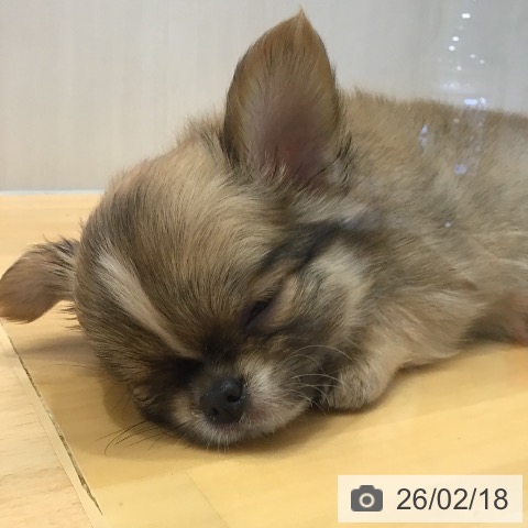 山形県のチワワ(ロング) (ペットプラス 天童店/2025年12月15日生まれ/男の子/レッドホワイト)の子犬の3枚目の画像