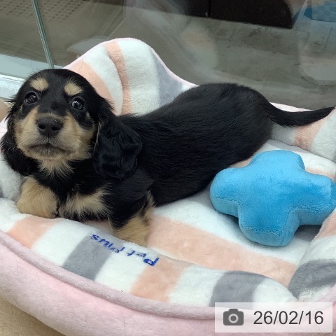 千葉県のミニチュアダックスフンド(ロング) (ペットプラス 船橋店/2025年12月15日生まれ/男の子/ブラックタン)の子犬の4枚目の画像