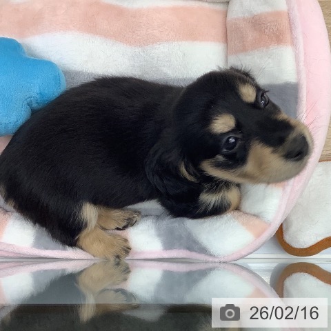 千葉県のミニチュアダックスフンド(ロング) (ペットプラス 船橋店/2025年12月15日生まれ/男の子/ブラックタン)の子犬の3枚目の画像