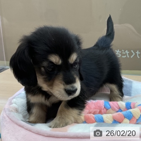 埼玉県のミニチュアダックスフンド(ロング) (ペッツワン 浦和美園店/2025年12月15日生まれ/女の子/ブラックタン)の子犬の4枚目の画像