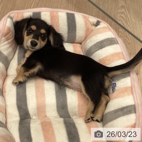 ミニチュア・ダックスフンドの写真