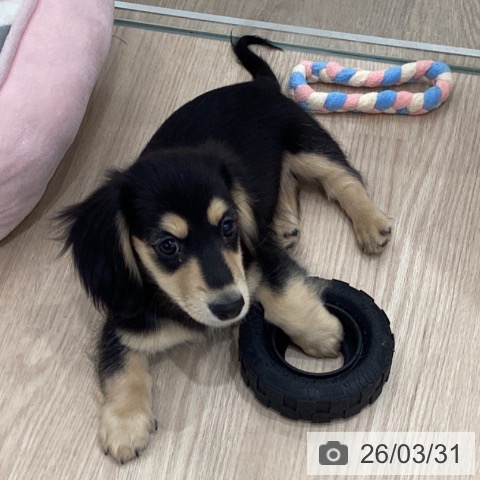 ミニチュア・ダックスフンドの写真