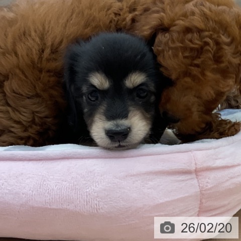 埼玉県のミニチュアダックスフンド(ロング) (ペッツワン 浦和美園店/2025年12月15日生まれ/女の子/ブラックタン)の子犬の3枚目の画像