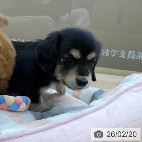 埼玉県のミニチュアダックスフンド(ロング) (ペットプラス 川口店/2025年12月15日生まれ/女の子/ブラックタン)の子犬の4枚目の画像