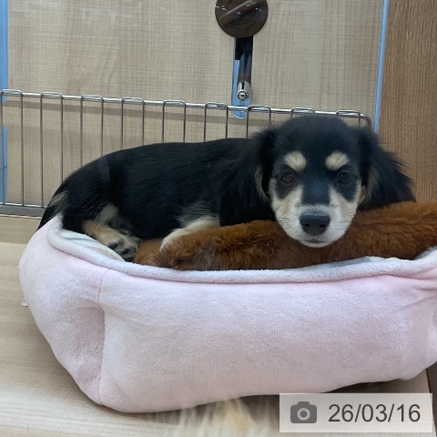 埼玉県のミニチュアダックスフンド(ロング) (ペットプラス 川口店/2025年12月15日生まれ/女の子/ブラックタン)の子犬の3枚目の画像