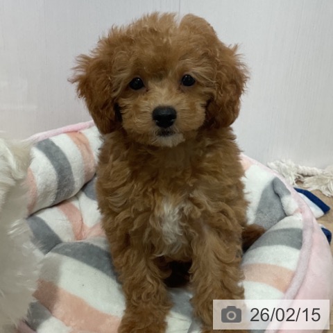 長野県のトイプードル(トイ) (ペットプラス 長野店/2025年12月6日生まれ/女の子/アプリコット)の子犬の4枚目の画像