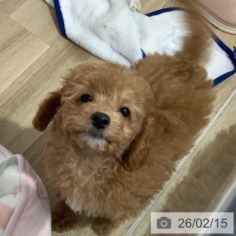 長野県のトイプードル(トイ) (ペットプラス 長野店/2025年12月6日生まれ/女の子/アプリコット)の子犬の3枚目の画像