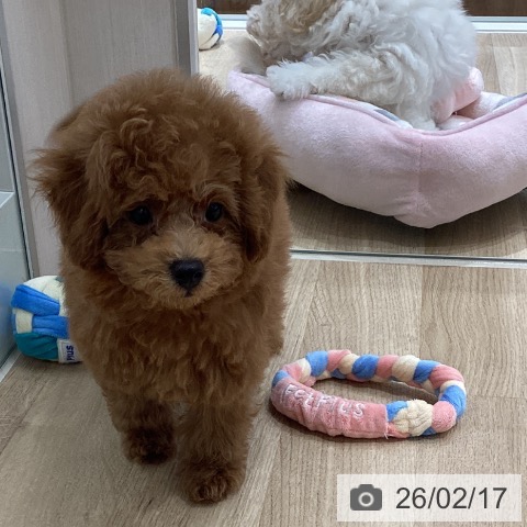 宮城県のトイプードル(トイ) (ペットプラス 仙台上杉店/2025年12月10日生まれ/男の子/レッド)の子犬の4枚目の画像