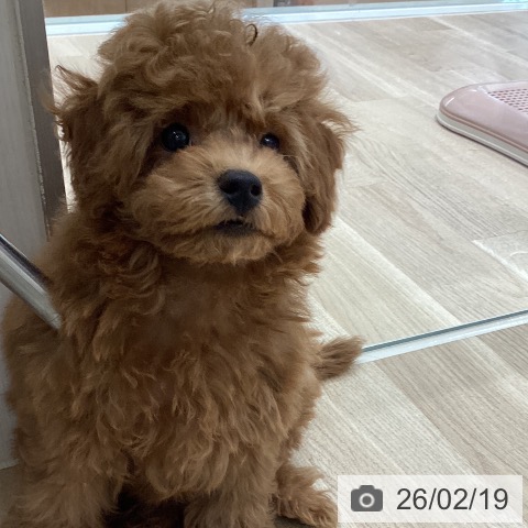 宮城県のトイプードル(トイ) (ペットプラス 仙台上杉店/2025年12月10日生まれ/男の子/レッド)の子犬の4枚目の画像