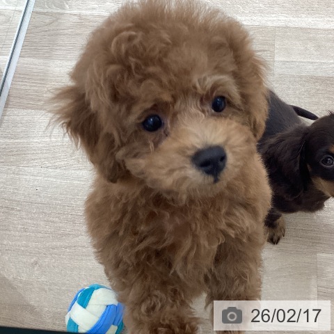 宮城県のトイプードル(トイ) (ペットプラス 仙台上杉店/2025年12月10日生まれ/男の子/レッド)の子犬の3枚目の画像