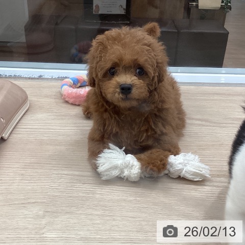 埼玉県のトイプードル(トイ) (ペットプラス 川口店/2025年12月10日生まれ/女の子/レッド)の子犬の4枚目の画像