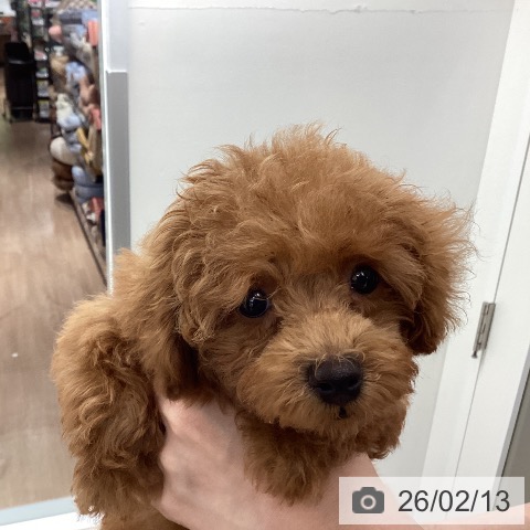 埼玉県のトイプードル(トイ) (ペットプラス 川口店/2025年12月10日生まれ/女の子/レッド)の子犬の3枚目の画像