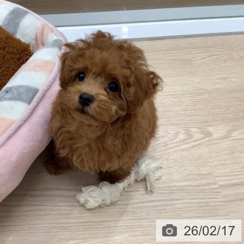 埼玉県のトイプードル(トイ) (ペットプラス 川口店/2025年12月10日生まれ/女の子/レッド)の子犬の4枚目の画像