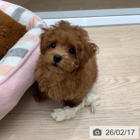 埼玉県のトイプードル(トイ) (ペットプラス 川口店/2025年12月10日生まれ/女の子/レッド)の子犬の3枚目の画像