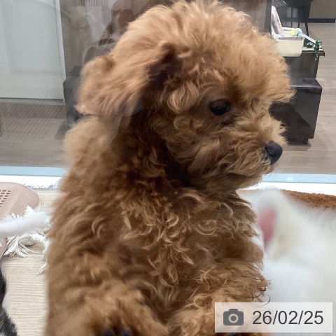 埼玉県のトイプードル(トイ) (ペットプラス 川口店/2025年12月10日生まれ/女の子/レッド)の子犬の4枚目の画像