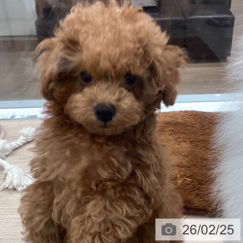 埼玉県のトイプードル(トイ) (ペットプラス 川口店/2025年12月10日生まれ/女の子/レッド)の子犬の3枚目の画像