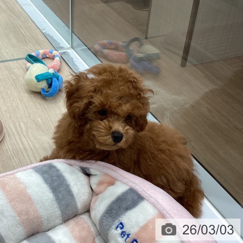 埼玉県のトイプードル(トイ) (ペットプラス 川口店/2025年12月10日生まれ/女の子/レッド)の子犬の3枚目の画像