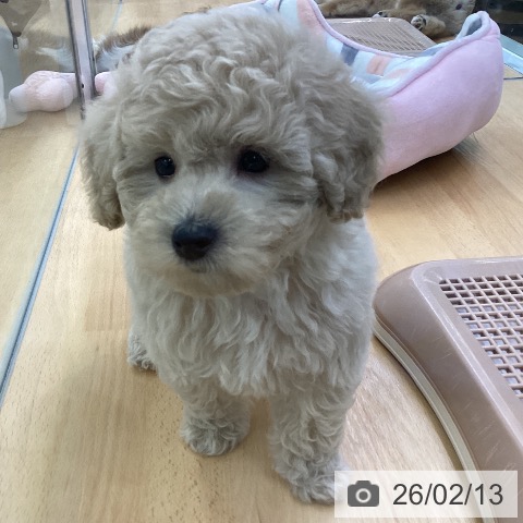 トイ・プードルの写真