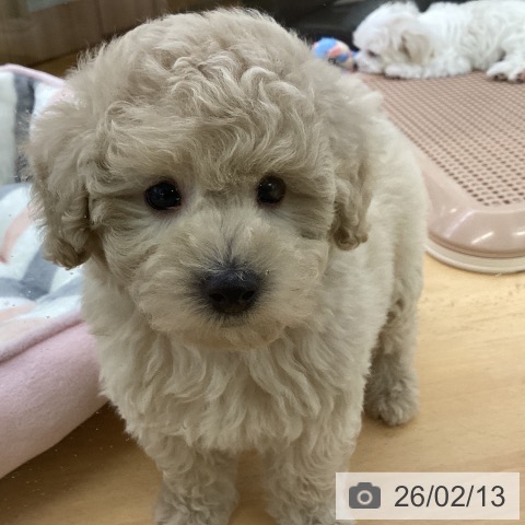 トイ・プードルの写真