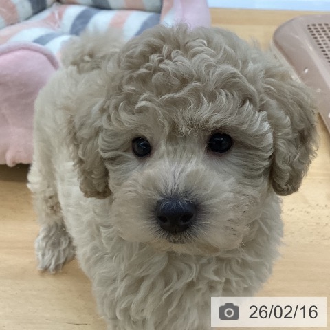 埼玉県のトイプードル(トイ) (ペットプラス 羽生店/2025年12月14日生まれ/男の子/クリーム)の子犬の3枚目の画像