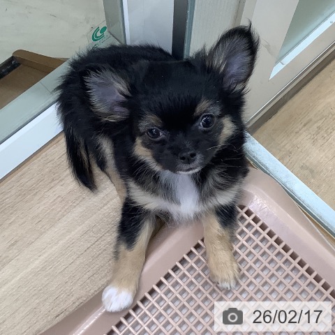 東京都のチワワ(ロング) (ペットプラス 日の出店/2025年12月13日生まれ/男の子/ブラックタンホワイト)の子犬の3枚目の画像