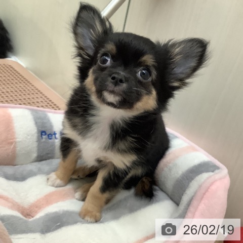 東京都のチワワ(ロング) (ペットプラス 東久留米店/2025年12月13日生まれ/男の子/ブラックタンホワイト)の子犬の3枚目の画像