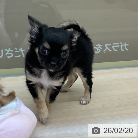 埼玉県のチワワ(ロング) (ペッツワン 浦和美園店/2025年12月13日生まれ/女の子/ブラックタンホワイト)の子犬の4枚目の画像