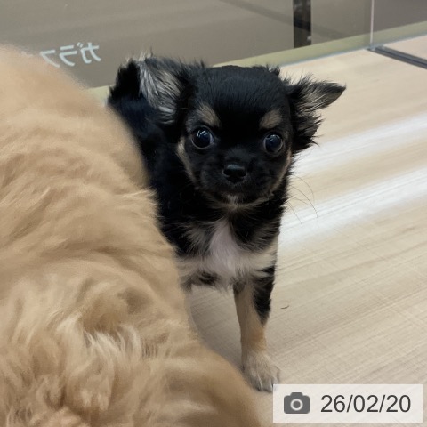 埼玉県のチワワ(ロング) (ペッツワン 浦和美園店/2025年12月13日生まれ/女の子/ブラックタンホワイト)の子犬の3枚目の画像