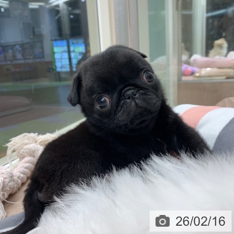 千葉県のパグ (ペットプラス 幕張新都心店/2025年12月15日生まれ/男の子/ブラック)の子犬の4枚目の画像