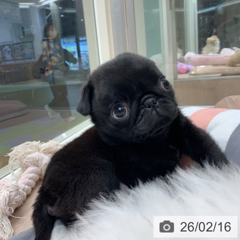 千葉県のパグ (ペットプラス 幕張新都心店/2025年12月15日生まれ/男の子/ブラック)の子犬の3枚目の画像