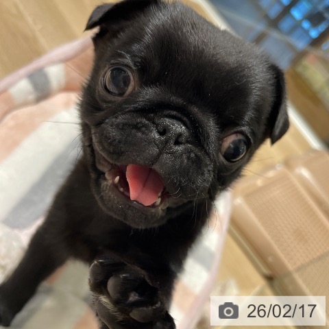 長野県のパグ (ペットプラス 須坂店/2025年12月15日生まれ/女の子/ブラック)の子犬の4枚目の画像