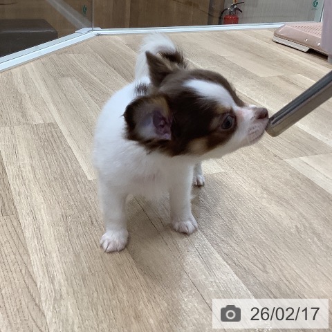 東京都のチワワ(ロング) (ペットプラス 日の出店/2025年12月17日生まれ/女の子/ホワイトチョコレートタン)の子犬の4枚目の画像