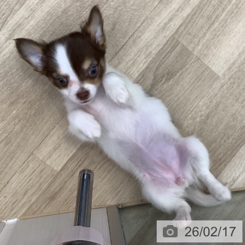 東京都のチワワ(ロング) (ペットプラス 日の出店/2025年12月17日生まれ/女の子/ホワイトチョコレートタン)の子犬の3枚目の画像