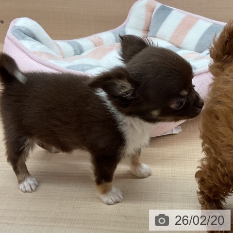 埼玉県のチワワ(ロング) (ペッツワン 浦和美園店/2025年12月17日生まれ/女の子/チョコレートタンホワイト)の子犬の4枚目の画像