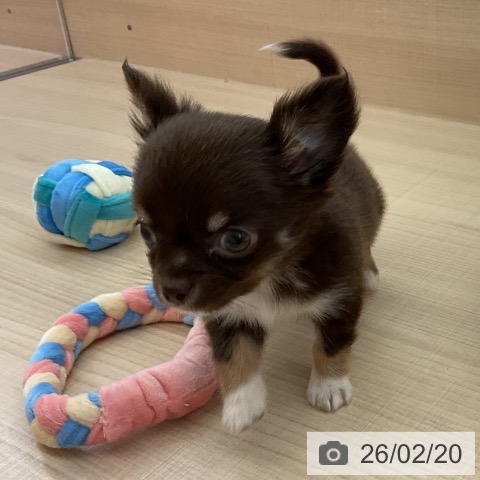 埼玉県のチワワ(ロング) (ペッツワン 浦和美園店/2025年12月17日生まれ/女の子/チョコレートタンホワイト)の子犬の3枚目の画像