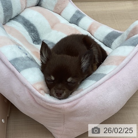埼玉県のチワワ(ロング) (ペッツワン 浦和美園店/2025年12月17日生まれ/女の子/チョコレートタンホワイト)の子犬の3枚目の画像
