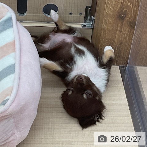 埼玉県のチワワ(ロング) (ペッツワン 浦和美園店/2025年12月17日生まれ/女の子/チョコレートタンホワイト)の子犬の3枚目の画像